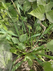 Allium nutans