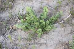 Maytenus phyllanthoides