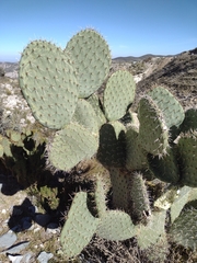 Opuntia streptacantha
