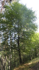 Betula pendula