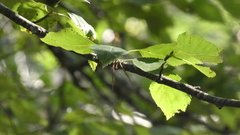 Betula pendula