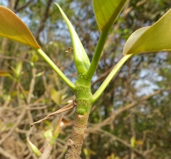 Ficus amplissima