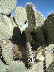 Opuntia streptacantha