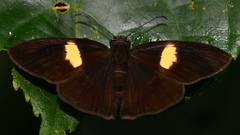 Potamanaxas flavofasciata
