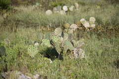 Opuntia gomei
