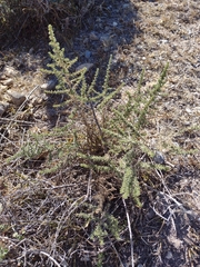 Baccharis pteronioides