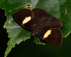 Potamanaxas flavofasciata
