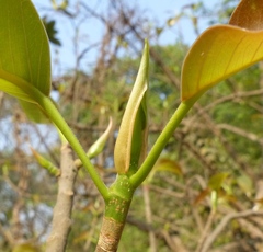Ficus amplissima