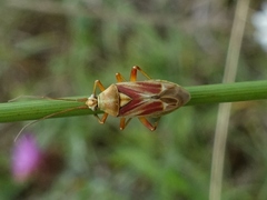 Calocoris roseomaculatus