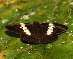 Potamanaxas paralus