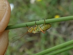 Calocoris roseomaculatus