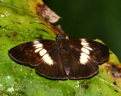 Potamanaxas paralus
