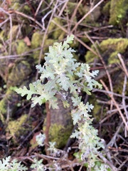 Eriophyllum