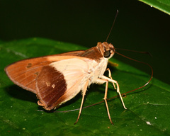 Calpodes esperi
