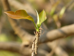 Ficus amplissima
