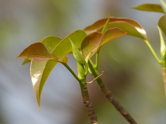 Ficus amplissima