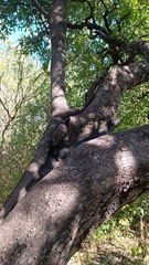 Diospyros sonorae