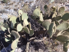 Opuntia leucotricha