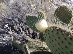 Opuntia leucotricha