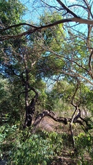 Diospyros sonorae