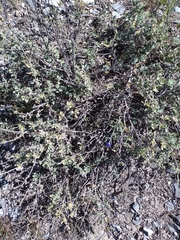 Salvia chamaedryoides