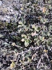 Salvia chamaedryoides