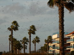 Ichthyaetus melanocephalus