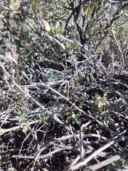 Salvia chamaedryoides