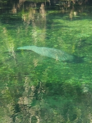 Trichechus manatus