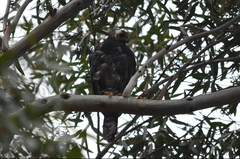 Accipiter melanoleucus
