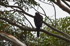 Accipiter melanoleucus