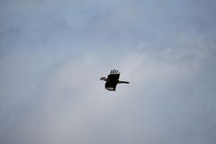 Caracara plancus cheriway