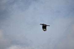 Caracara plancus cheriway