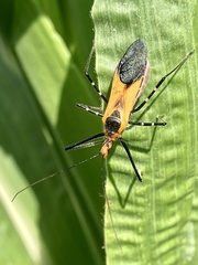 Zelus grassans