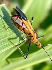 Zelus grassans