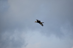 Caracara plancus cheriway