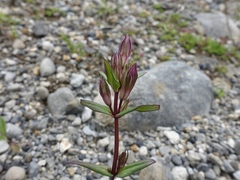 Gentianella amarella