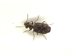 Scopodes