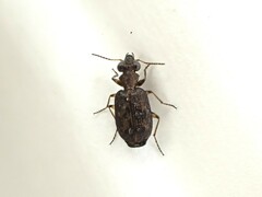 Scopodes