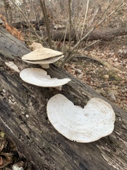 Trametes aesculi