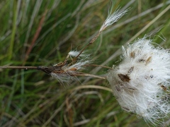 Eriophorum latifolium