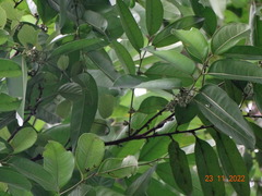 Diospyros inconstans