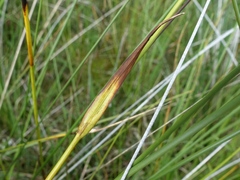 Eriophorum latifolium