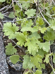 Perityle emoryi