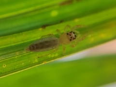 Cotinusa