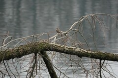 Phoenicurus ochruros gibraltariensis