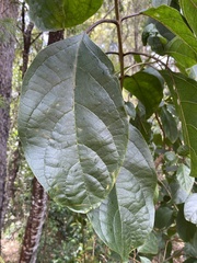 Clerodendrum tomentosum