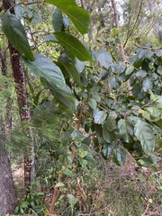Clerodendrum tomentosum