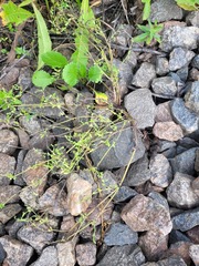 Myosotis sparsiflora