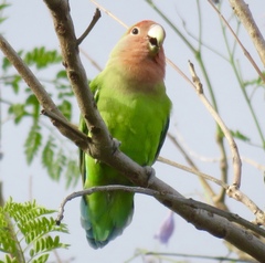 Agapornis roseicollis